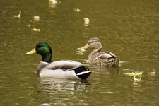 K1600_Mallard Couple.webp K1600_Mallard Couple.webp
