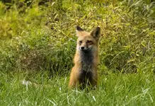 K1600_ Fox2.webp