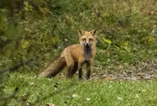K1600_Standing Fox.webp