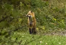K1600_Standing Fox2.webp K1600_Standing Fox2.webp