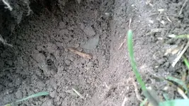 hole-wheat.webp