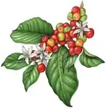 Coffee.webp
