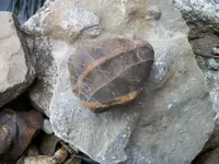100_0046.webp