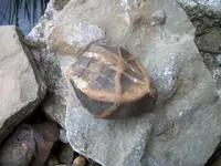 100_0047.webp