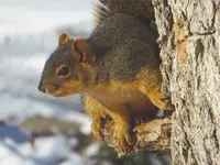 Squirrel 120816.webp