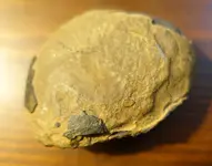 rock.webp