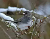 0067.webp