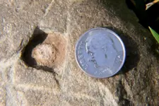 amphrockcarving2.webp