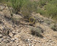 137  Sentinel cactus and Dead Ocotillo Marking Dig Spot.jpg