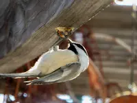 chickadee 120916 1.webp