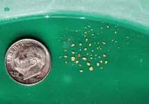 Finished_gold_11-19-16.webp