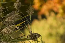 K1600_Bird and Fall Bokeh.webp
