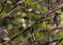 K1600_Eastern Phoebe2.webp