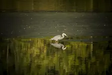 K1600_Great Blue Heron.webp