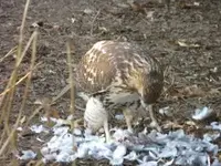 RED TAIL HAWK 12-13-12 003.webp