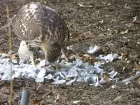 RED TAIL HAWK 12-13-12 004.webp