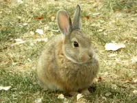 bunny 103016.webp