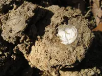 Fisher F75 4 Silver Dimes 016.webp
