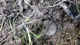 rough dime 61S.webp