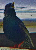 DSCN8515.webp