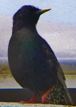 DSCN8518.webp