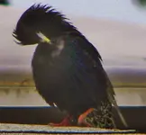 DSCN8520.webp