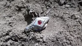 DSCF0250.webp
