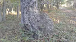 20161022_083116.webp