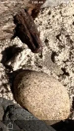 ImageUploadedByTreasureNet.com1480662374.191674.webp