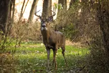 Beautiful Buck2.webp