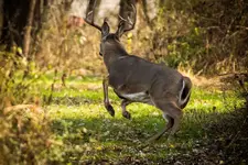 Beautiful Buck3.webp