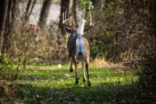 Beautiful Buck4.webp