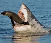 jaws.webp