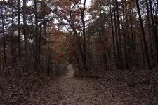 road home 2.webp