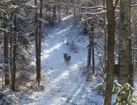deer.webp deer.webp