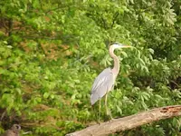 Heron 2.webp Heron 2.webp