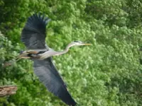 Heron flight.webp