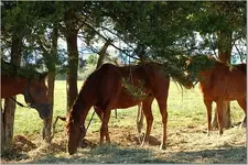 horses.webp