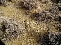 Gold 002.webp