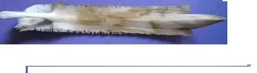 bone.webp