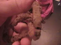 chain break.webp