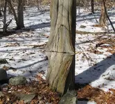 tree1.webp