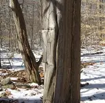 tree2.webp