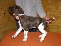 shorthair puppy.webp