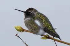 hummer4.webp
