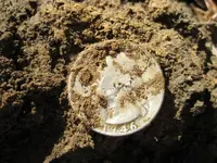 Racer II Quarter & Rosie 006.webp