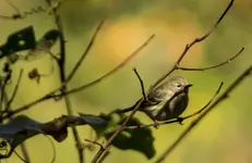 K1600_Bird and Fall Colors.webp
