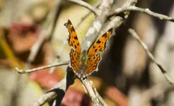 K1600_Butterfly.webp
