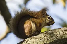 K1600_Red Squirrel.webp