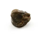 Ptychodus Tooth.webp